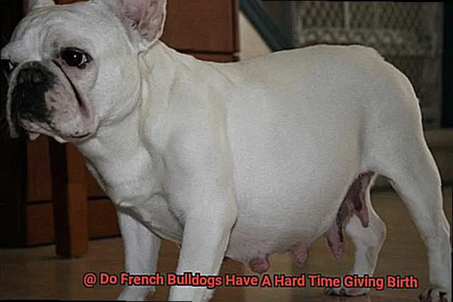Do French Bulldogs Have A Hard Time Giving Birth-4