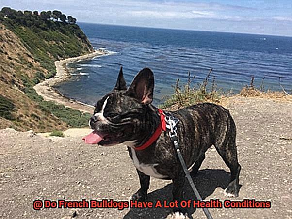 Do French Bulldogs Have A Lot Of Health Conditions-2