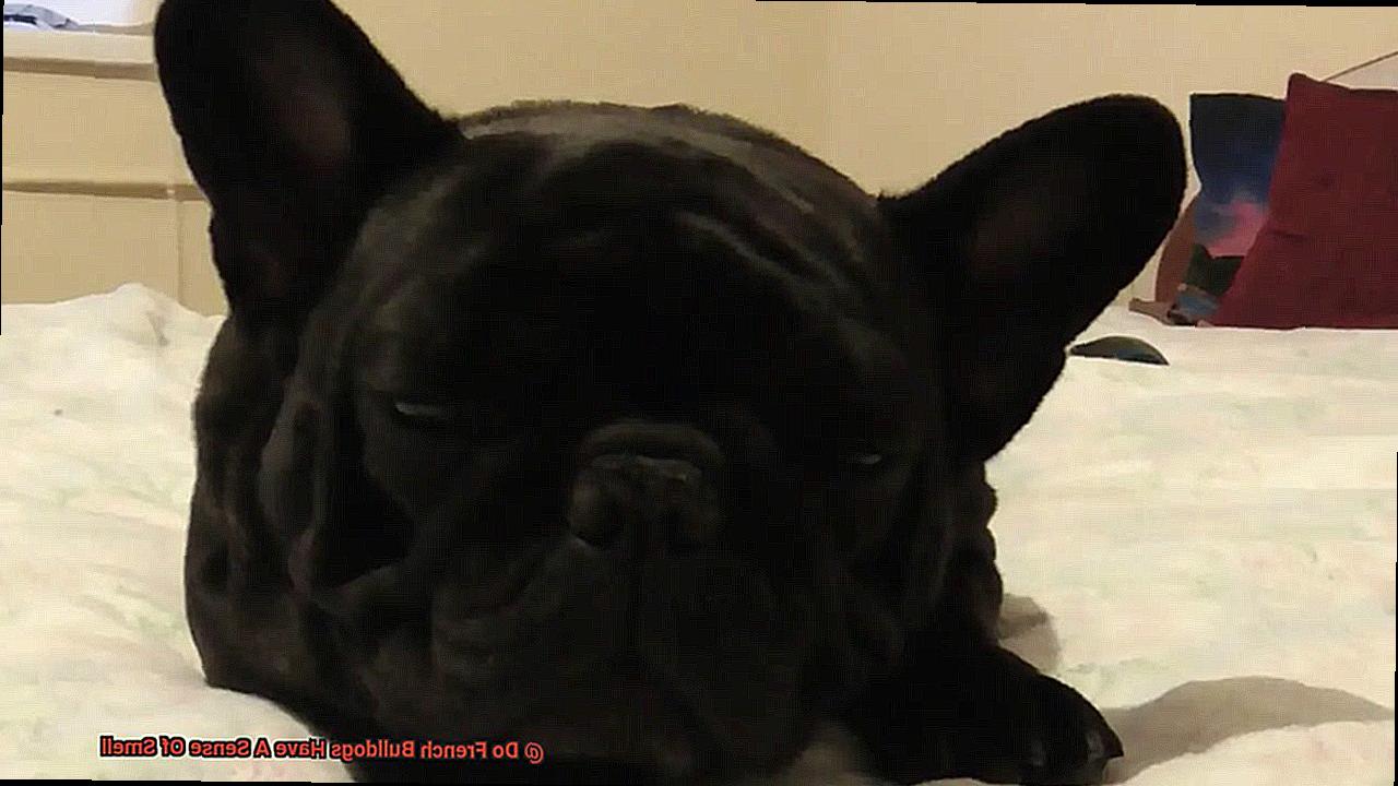 Do French Bulldogs Have A Sense Of Smell-3