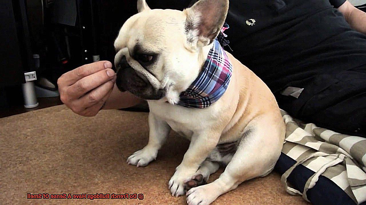 Do French Bulldogs Have A Sense Of Smell-4