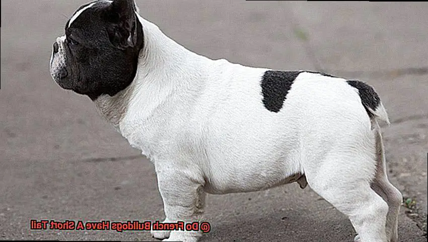 Do French Bulldogs Have A Short Tail-2