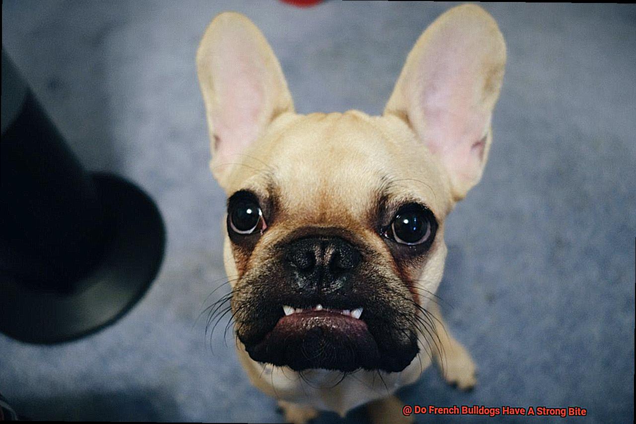 Do French Bulldogs Have A Strong Bite-2