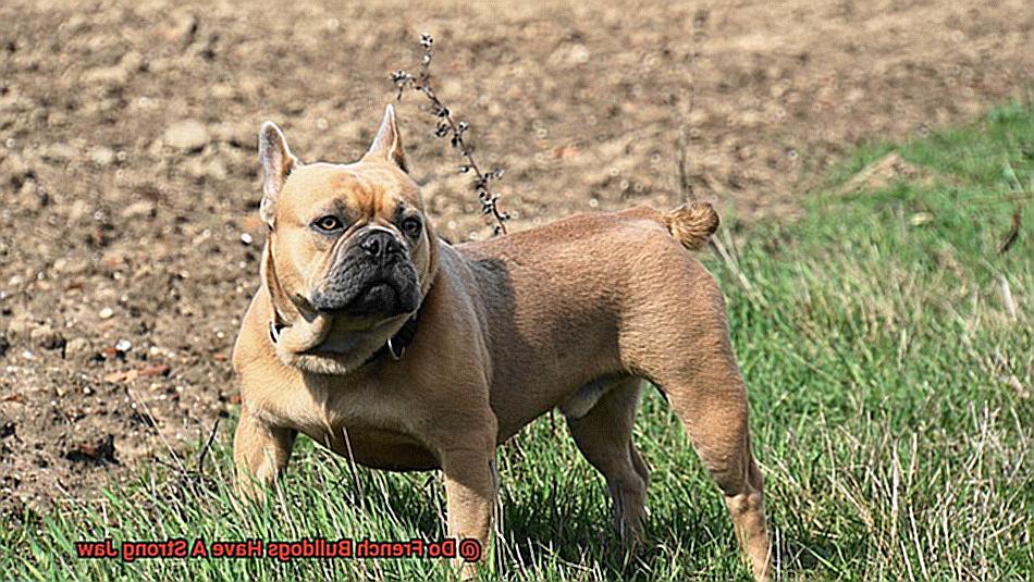 Do French Bulldogs Have A Strong Jaw-4