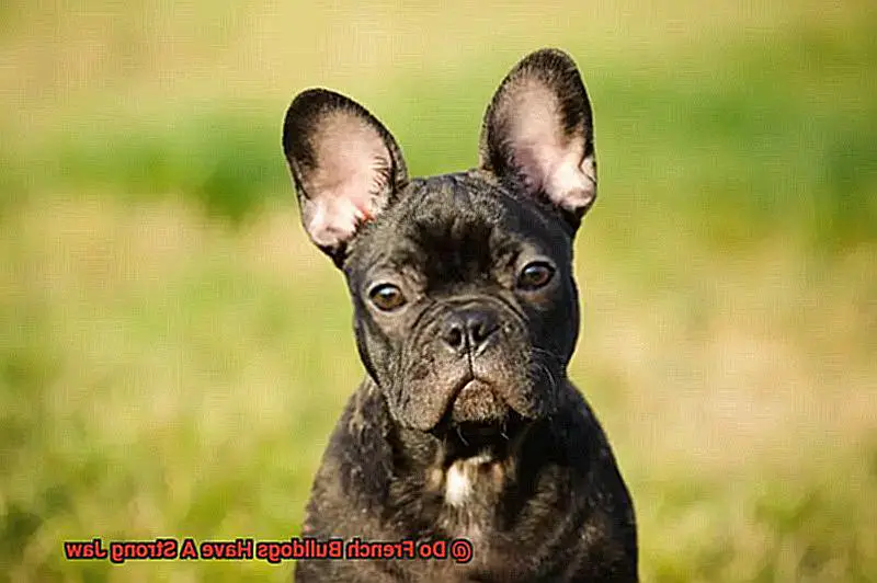 Do French Bulldogs Have A Strong Jaw-3