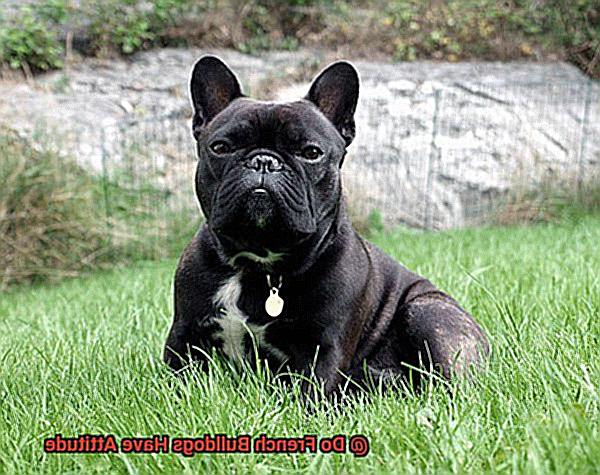 Do French Bulldogs Have Attitude-5