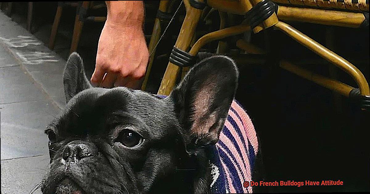 Do French Bulldogs Have Attitude-3