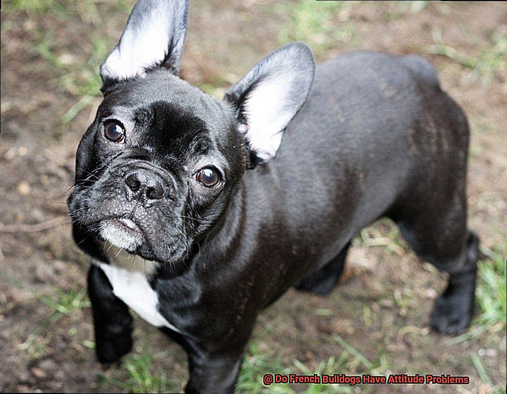 Do French Bulldogs Have Attitude Problems-3