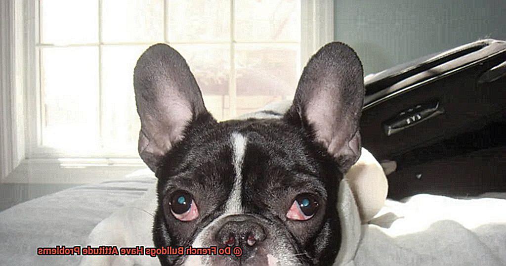 Do French Bulldogs Have Attitude Problems-4