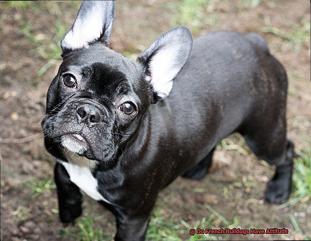 Do French Bulldogs Have Attitude-4