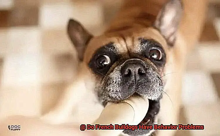 Do French Bulldogs Have Behavior Problems-3