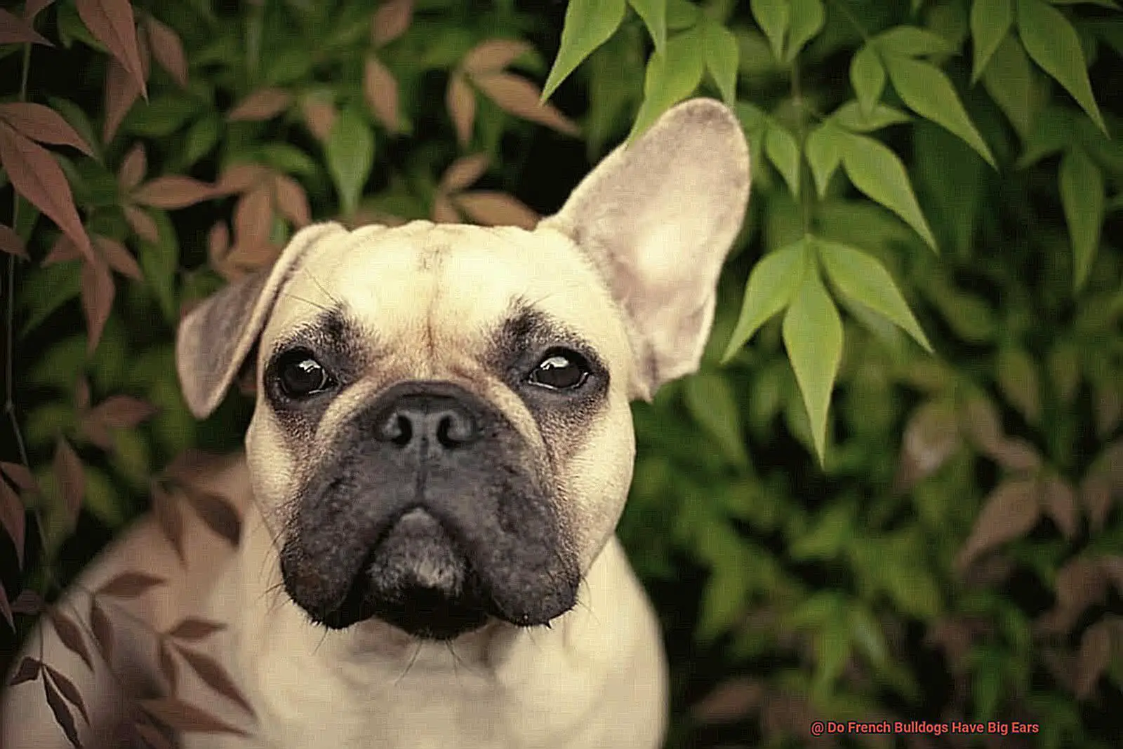 Do French Bulldogs Have Big Ears-2