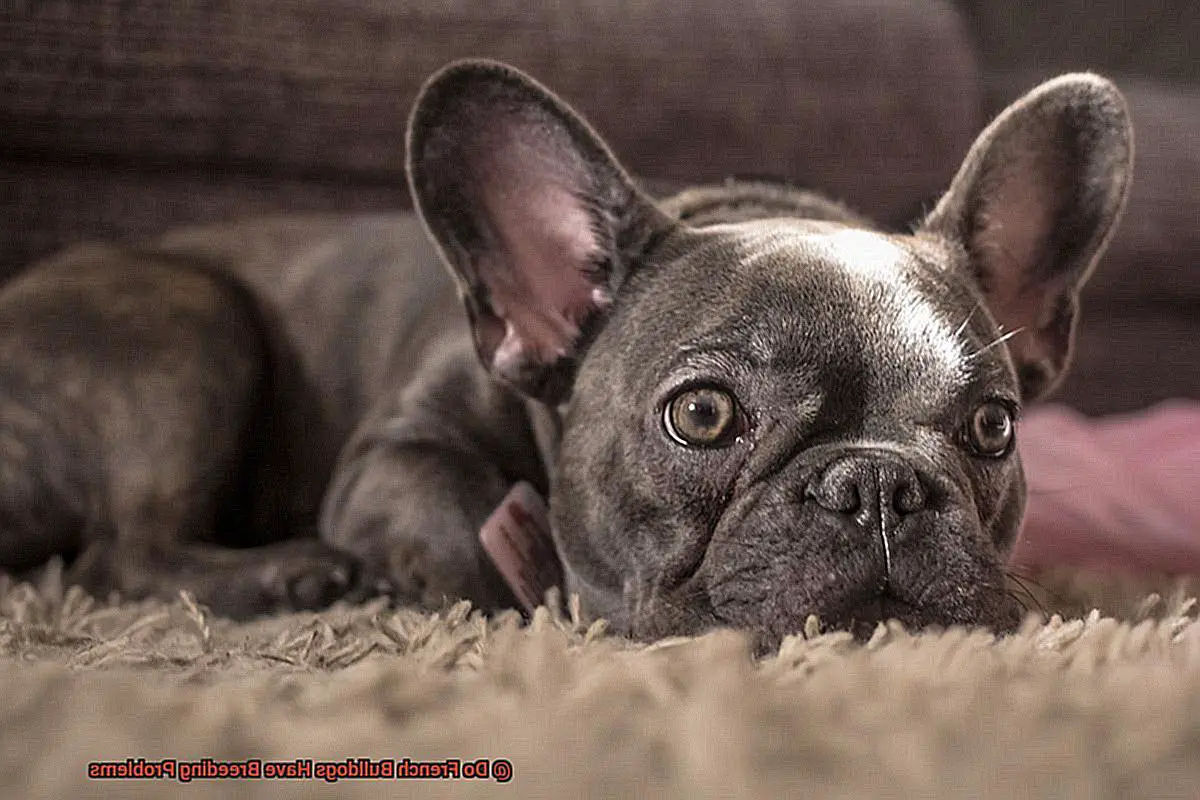Do French Bulldogs Have Breeding Problems-4