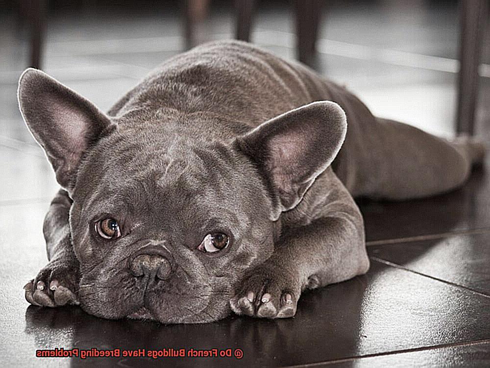 Do French Bulldogs Have Breeding Problems-5