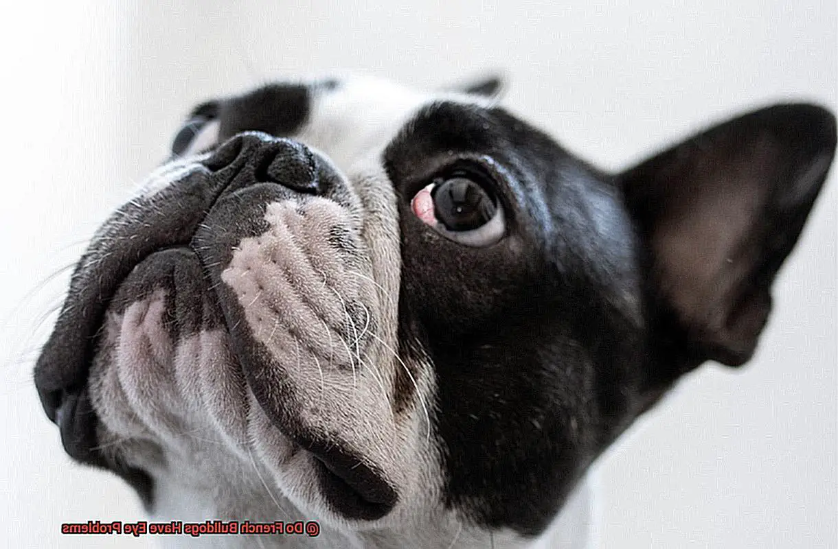 Do French Bulldogs Have Eye Problems-6