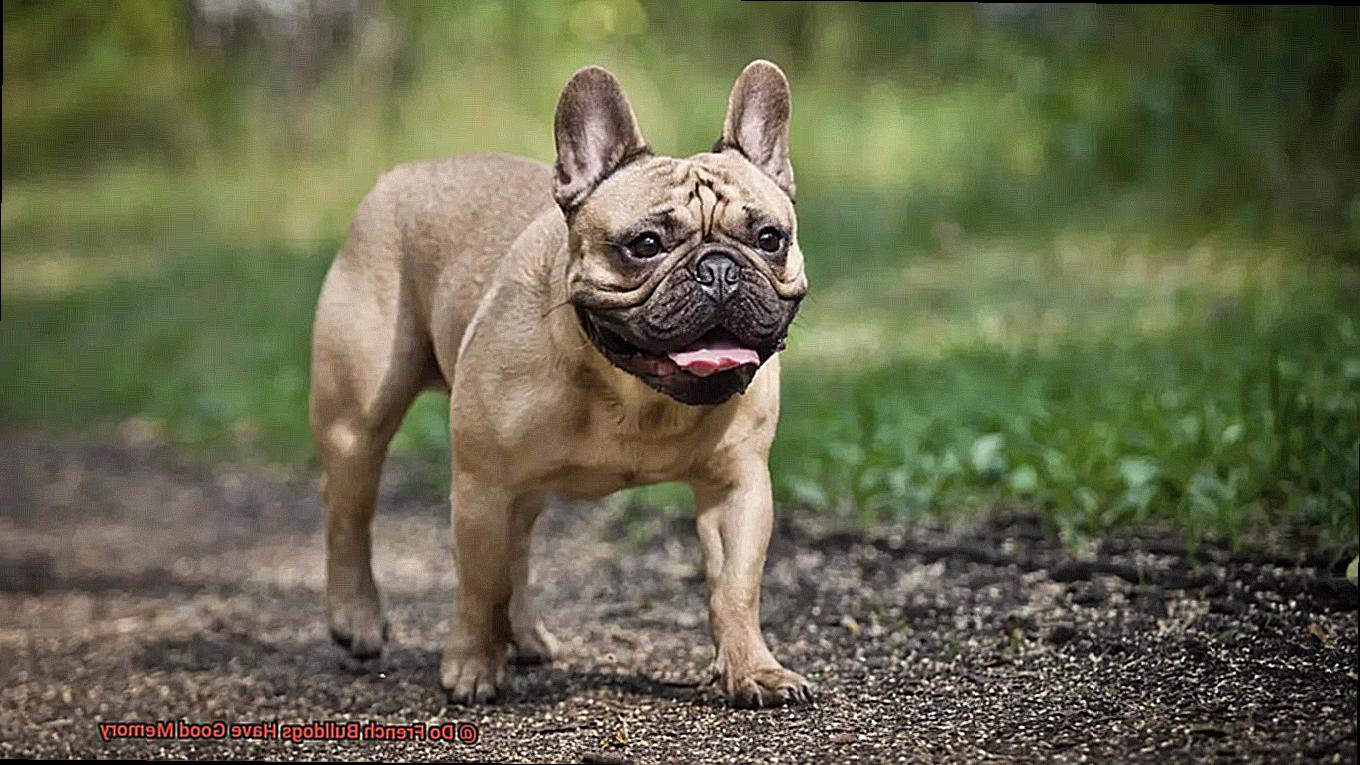 Do French Bulldogs Have Good Memory-4