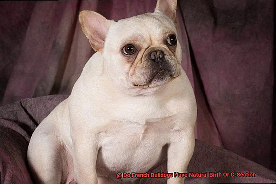 Do French Bulldogs Have Natural Birth Or C-Section-2