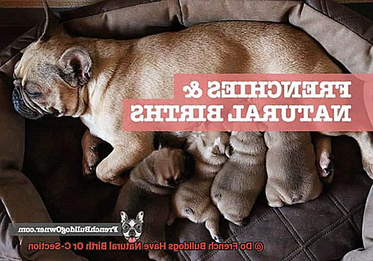 Do French Bulldogs Have Natural Birth Or C-Section-3