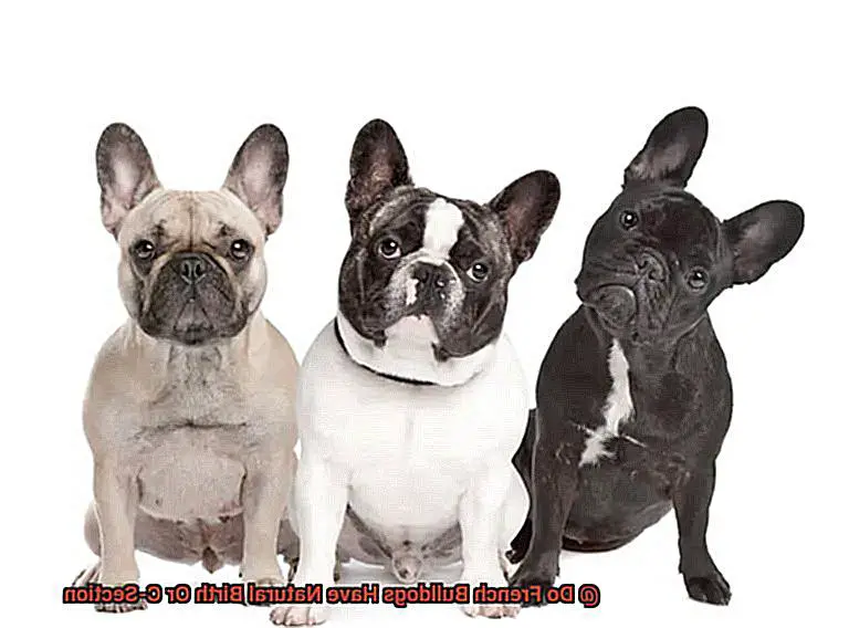 Do French Bulldogs Have Natural Birth Or C-Section-4