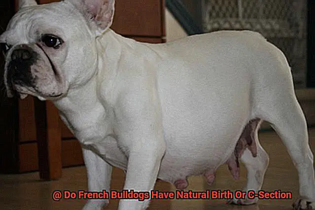 Do French Bulldogs Have Natural Birth Or C-Section-5