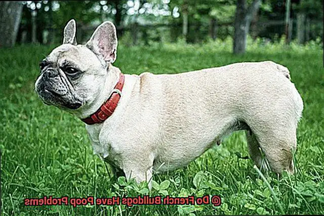 Do French Bulldogs Have Poop Problems-4