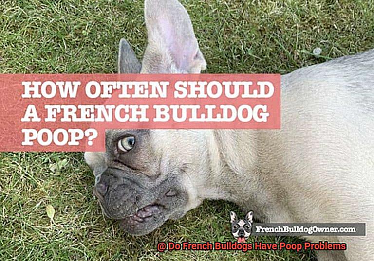 Do French Bulldogs Have Poop Problems-2