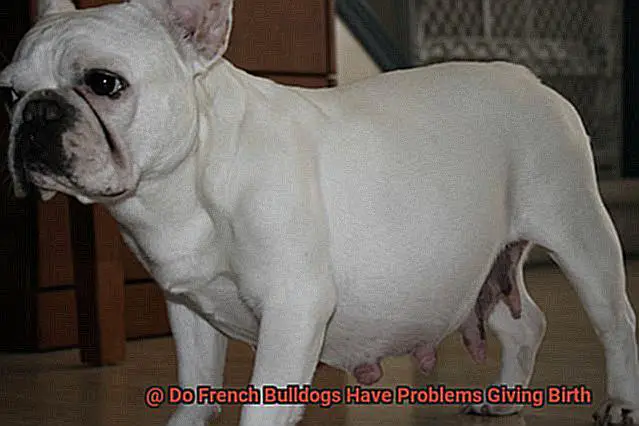 Do French Bulldogs Have Problems Giving Birth-2