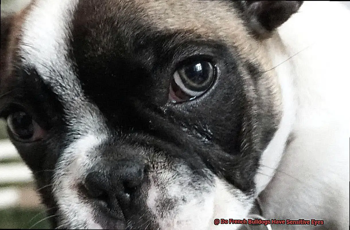 Do French Bulldogs Have Sensitive Eyes-2