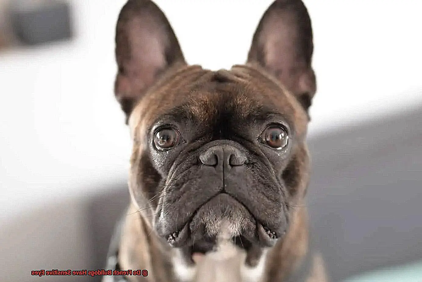 Do French Bulldogs Have Sensitive Eyes-4