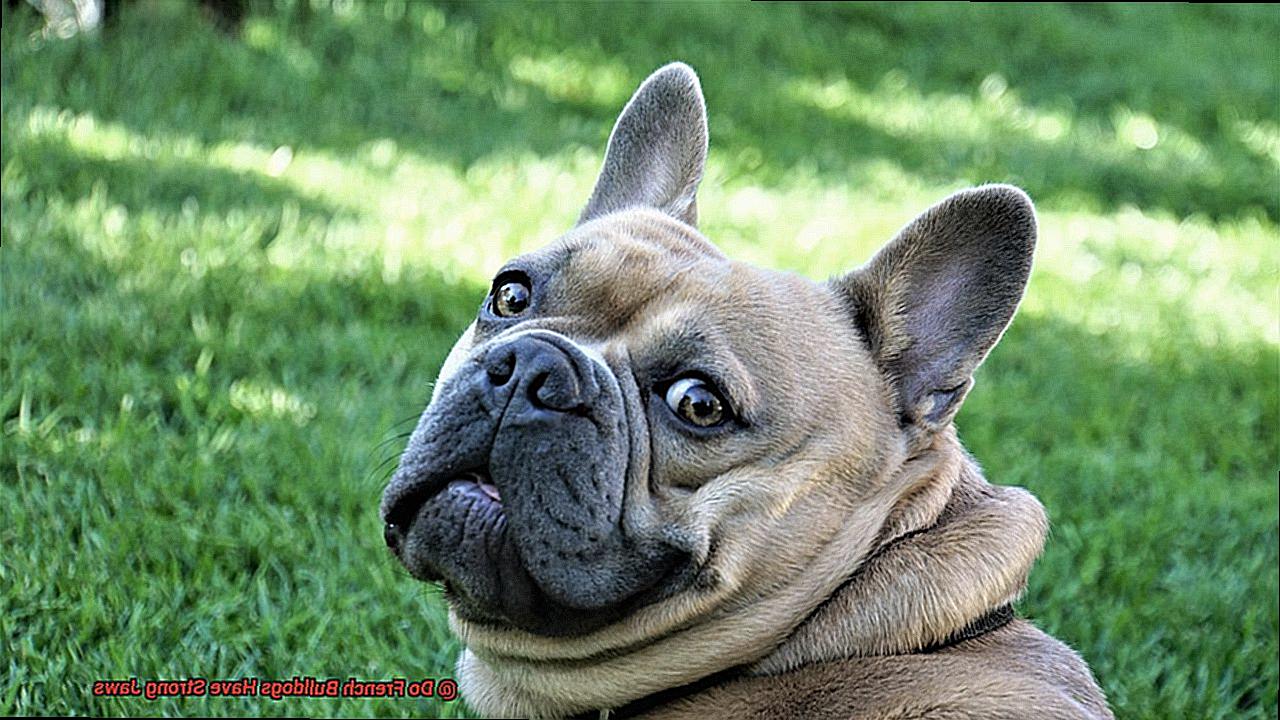 Do French Bulldogs Have Strong Jaws-3