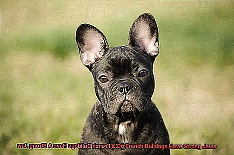 Do French Bulldogs Have Strong Jaws-2
