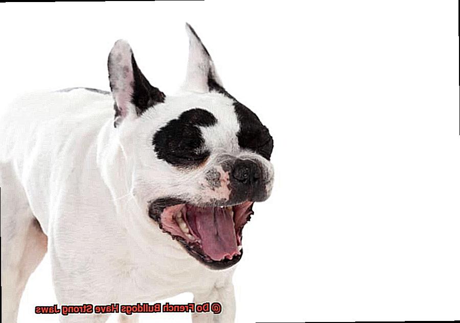 Do French Bulldogs Have Strong Jaws-5