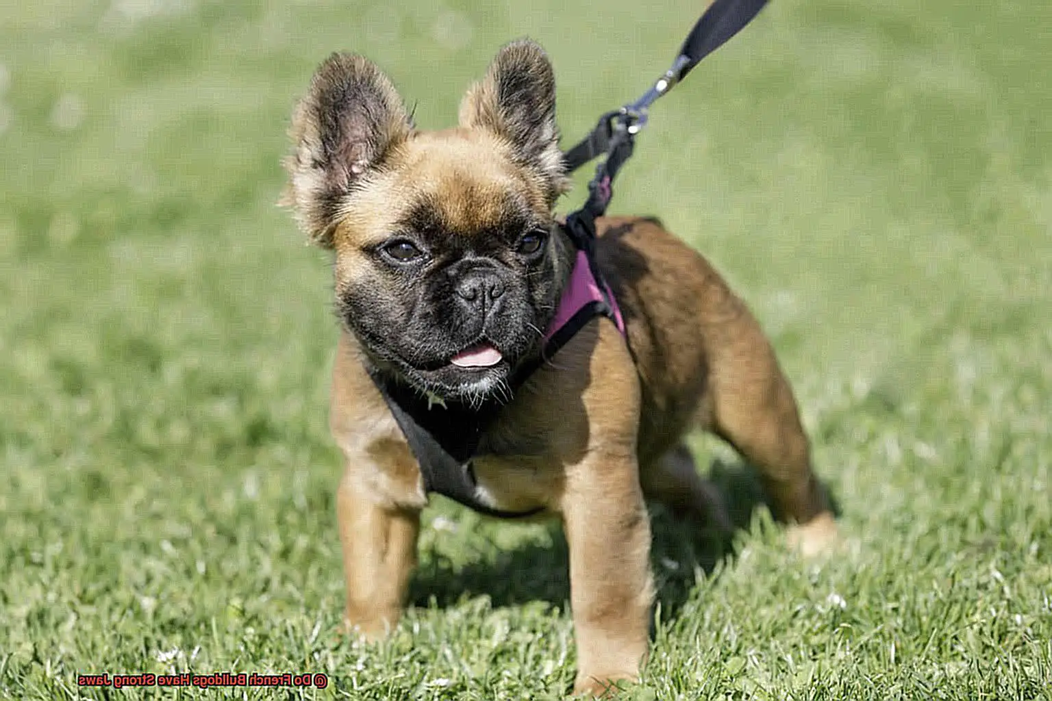Do French Bulldogs Have Strong Jaws-6