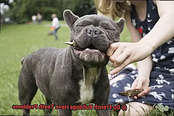 Do French Bulldogs Have Teeth Problems-2