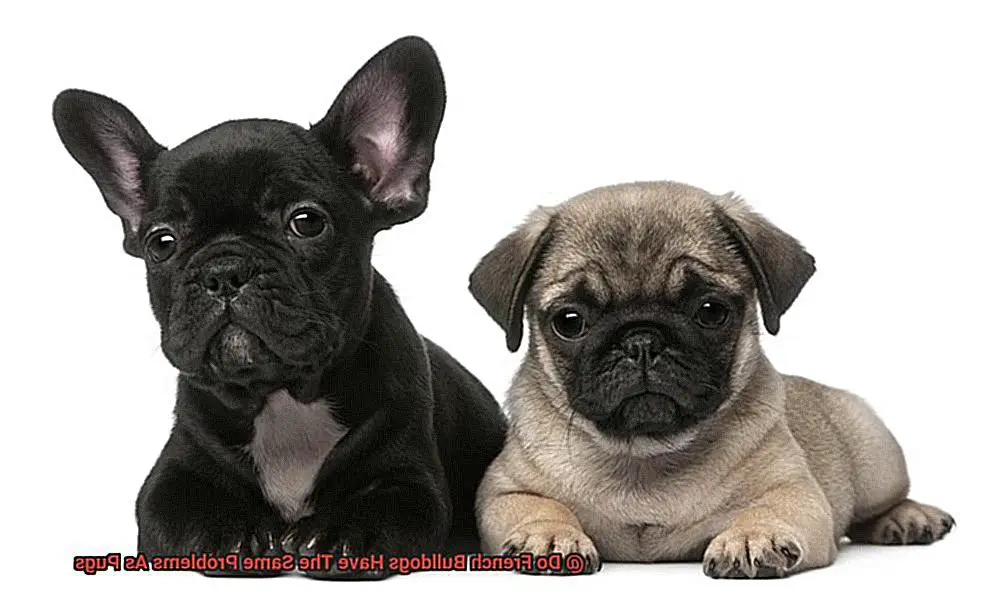 Do French Bulldogs Have The Same Problems As Pugs-3