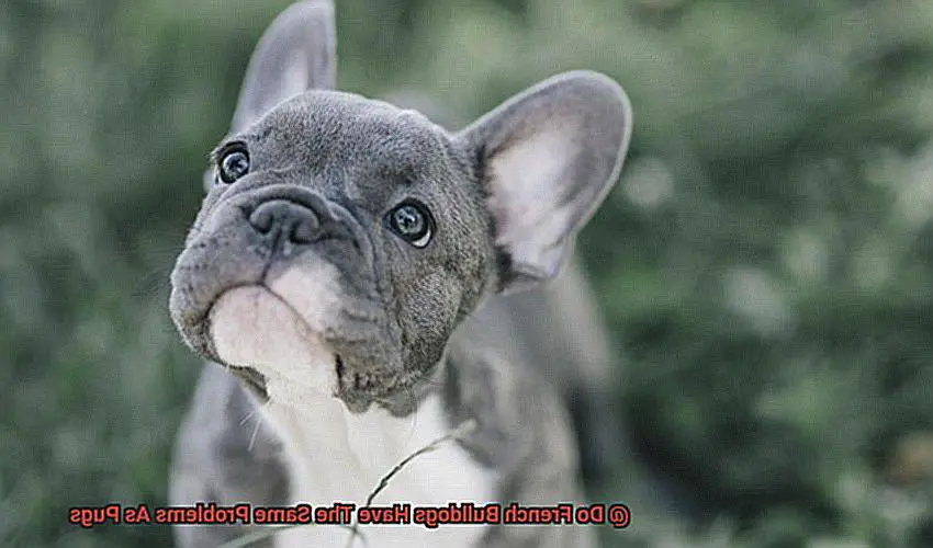 Do French Bulldogs Have The Same Problems As Pugs-2