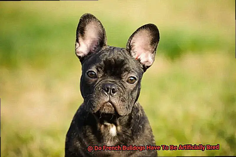 Do French Bulldogs Have To Be Artificially Bred-5