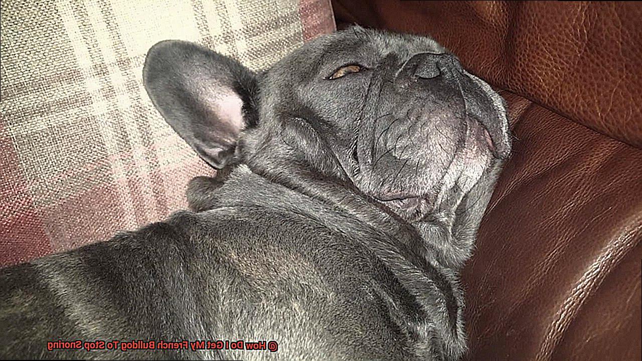 How Do I Get My French Bulldog To Stop Snoring-3