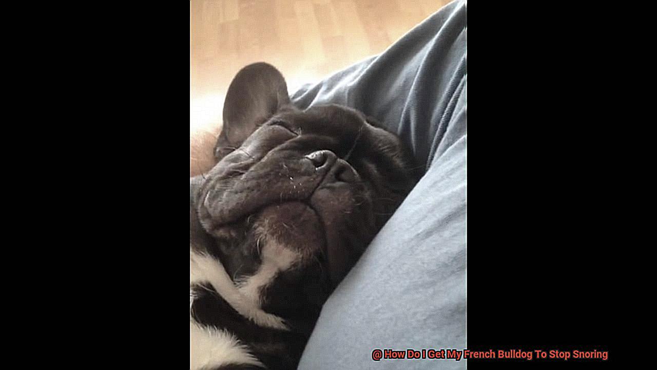 How Do I Get My French Bulldog To Stop Snoring-2