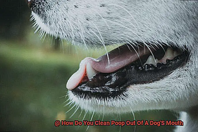 How Do You Clean Poop Out Of A Dog'S Mouth-2