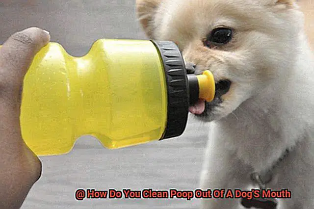 How Do You Clean Poop Out Of A Dog'S Mouth-4