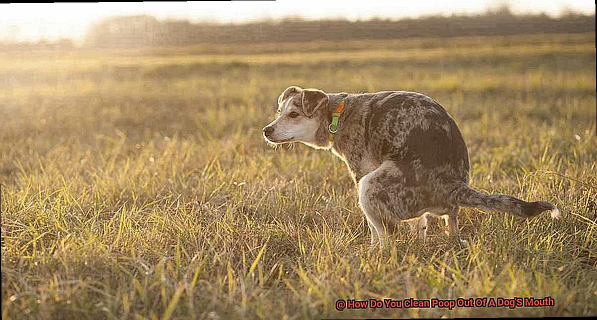 How Do You Clean Poop Out Of A Dog'S Mouth-3