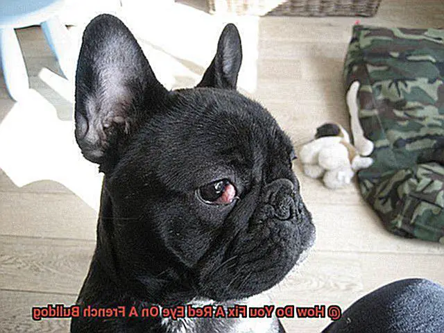 How Do You Fix A Red Eye On A French Bulldog-3