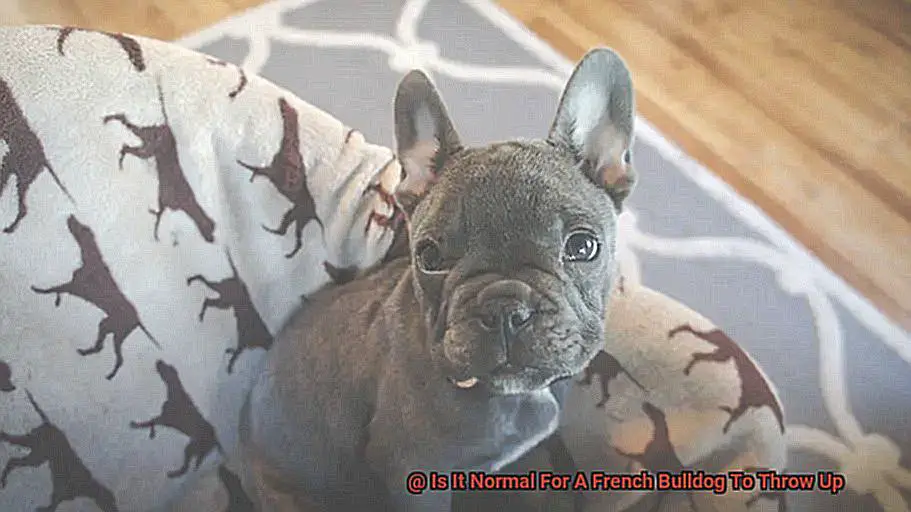 Is It Normal For A French Bulldog To Throw Up-2