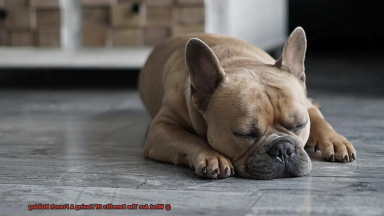 What Are The Benefits Of Having A French Bulldog-2