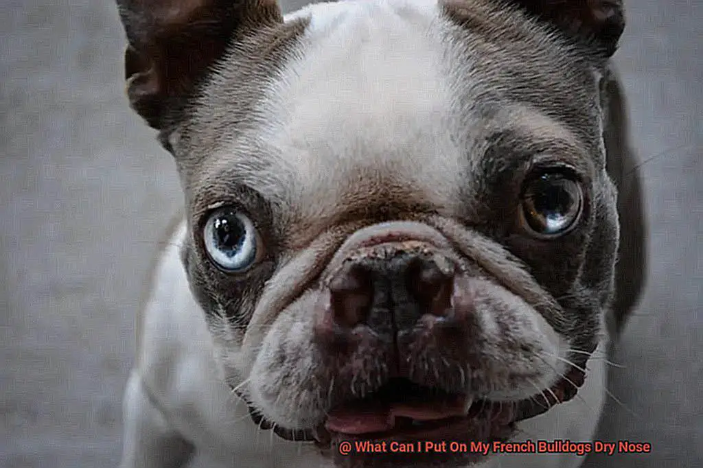 What Can I Put On My French Bulldogs Dry Nose-4