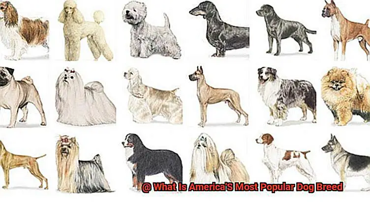 What Is America'S Most Popular Dog Breed-2
