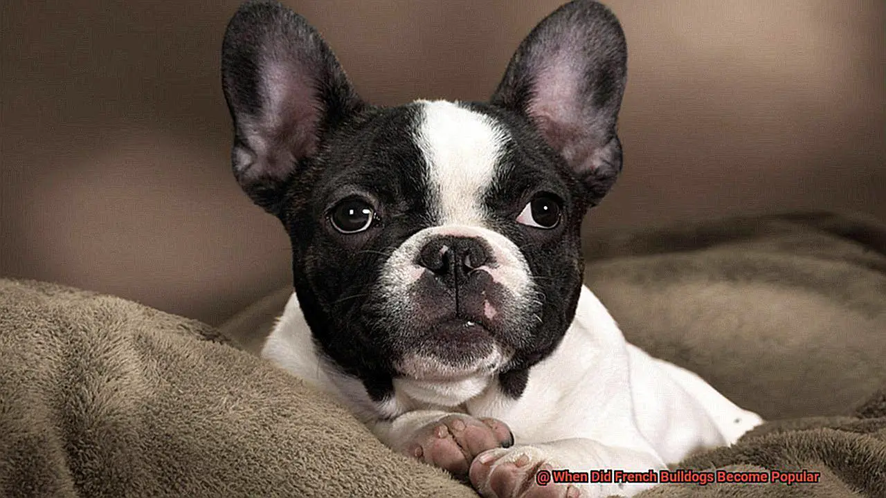 When Did French Bulldogs Become Popular-2