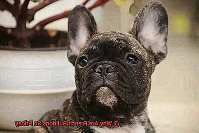 Why Are French Bulldogs So Pricey-3