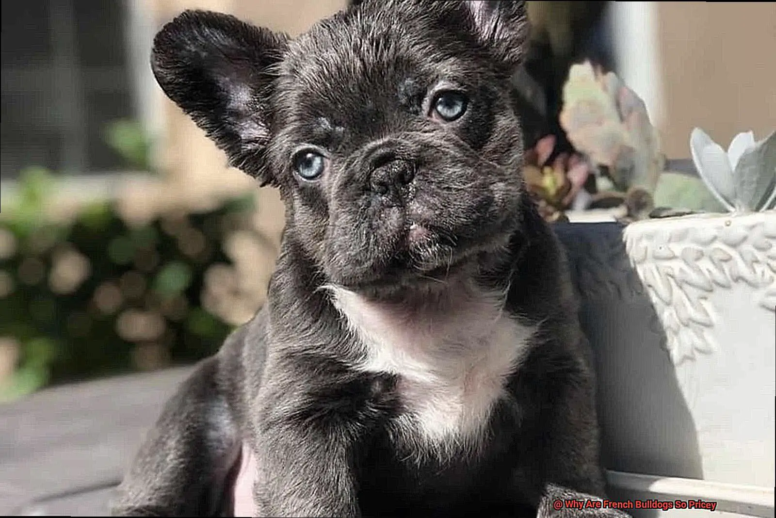 Why Are French Bulldogs So Pricey-2
