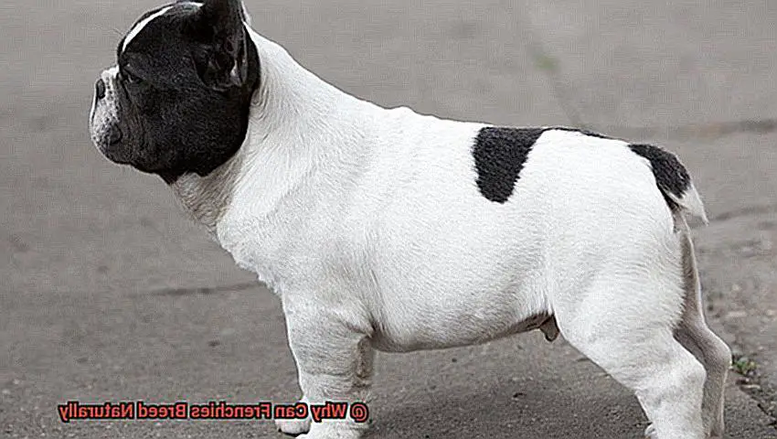 Why Can Frenchies Breed Naturally-4